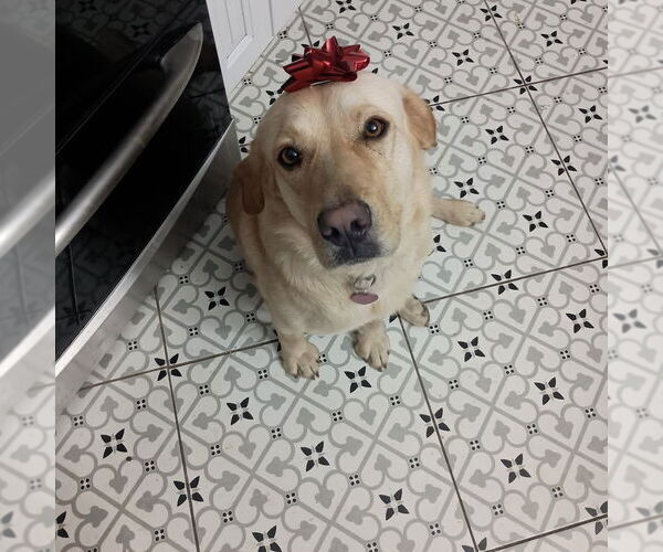 Medium Photo #3 Mutt Puppy For Sale in Salt Lake City, UT, USA