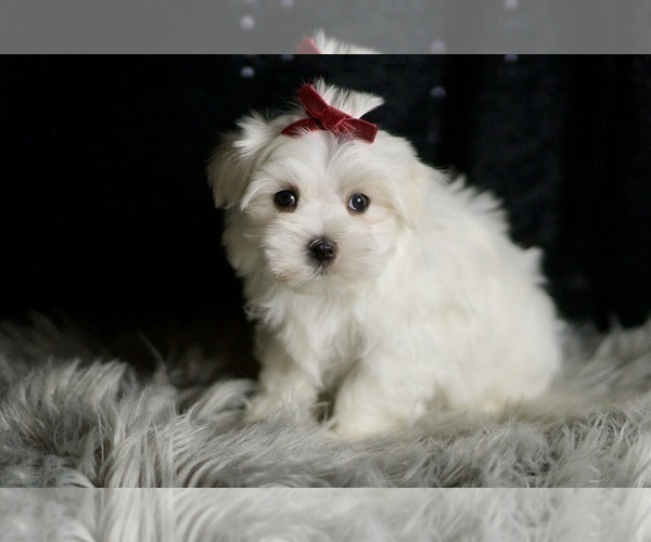 Medium Photo #128 Maltese Puppy For Sale in WARSAW, IN, USA