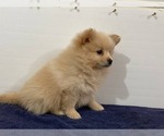 Small Photo #5 Pomeranian Puppy For Sale in DOWNING, MO, USA