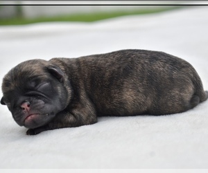 Pug Puppy for sale in PALM COAST, FL, USA