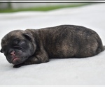 Image preview for Ad Listing. Nickname: Fuji