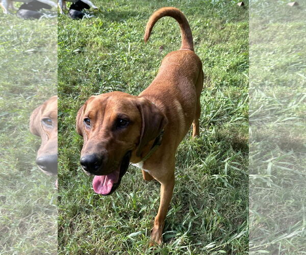 Medium Photo #6 Bloodhound-Rhodesian Ridgeback Mix Puppy For Sale in Ball Ground, GA, USA