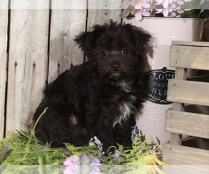 Yo-Chon Puppy for sale in MOUNT VERNON, OH, USA