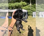 Small Photo #3 Pug Puppy For Sale in FOSTER, RI, USA