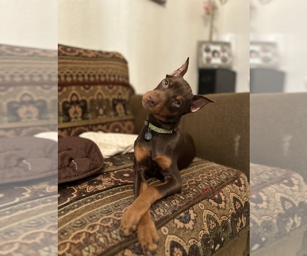 Medium Photo #10 Miniature Pinscher Puppy For Sale in LOS ANGELES, CA, USA