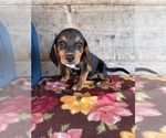 Small #10 Beagle