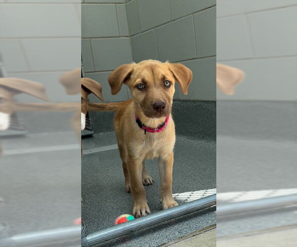 Medium Photo #1 Mutt Puppy For Sale in Waterford, VA, USA