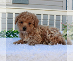 Small Photo #4 Poochon Puppy For Sale in GAP, PA, USA