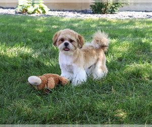 Shih Tzu Puppy for Sale in SYRACUSE, Indiana USA