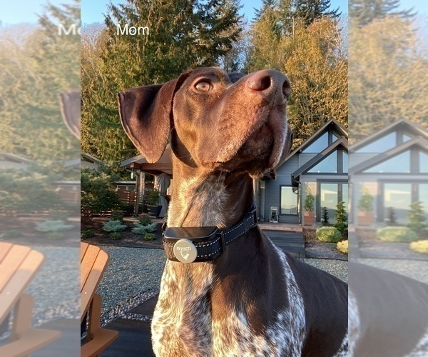 Medium Photo #1 German Shorthaired Pointer Puppy For Sale in BUCKLEY, WA, USA