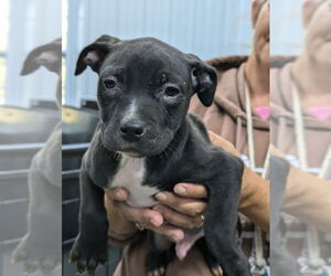 Boxer-Unknown Mix Dogs for adoption in Osgood, IN, USA