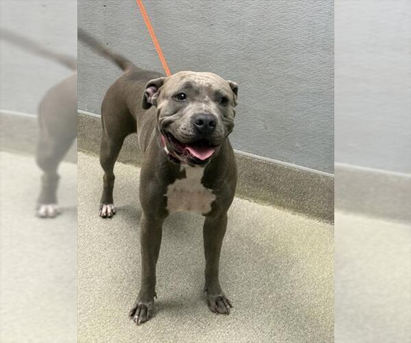 Medium Photo #1 American Pit Bull Terrier-Unknown Mix Puppy For Sale in Las Vegas, NV, USA