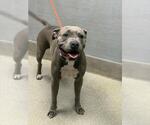 Small American Pit Bull Terrier Mix