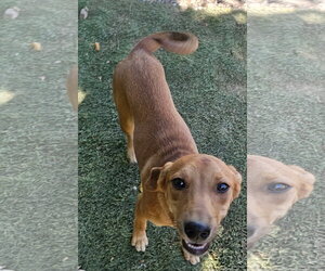 Feist Terrier-Unknown Mix Dogs for adoption in Tracy City, TN, USA