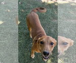 Felix - Male Feist Terrier-Unknown Mix Dog for Adoption - Small photo