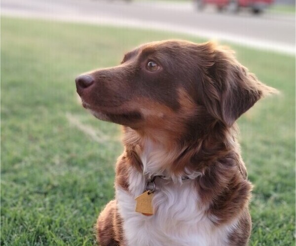 Medium Photo #1 Miniature American Shepherd Puppy For Sale in LUBBOCK, TX, USA