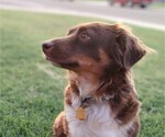 Small Photo #1 Miniature American Shepherd Puppy For Sale in LUBBOCK, TX, USA