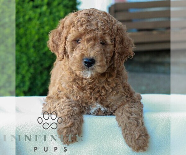 Medium Photo #3 Goldendoodle (Miniature) Puppy For Sale in LITITZ, PA, USA