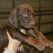 Small Photo #19 Vizsla-Weimaraner Mix Puppy For Sale in MILLBROOK, AL, USA