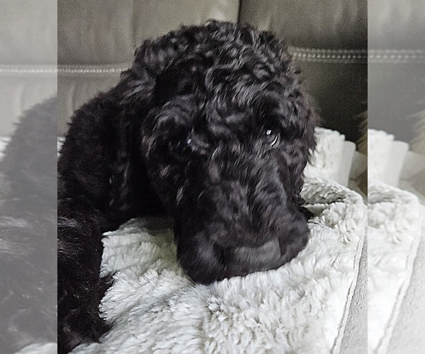 Medium Photo #5 Goldendoodle Puppy For Sale in DELTONA, FL, USA