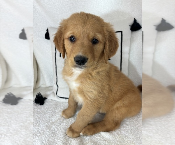 Medium Photo #1 Golden Retriever Puppy For Sale in GREENFIELD, IN, USA