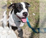 Small #1 American Pit Bull Terrier Mix