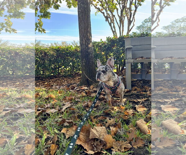 Medium Photo #7 French Bulldog Puppy For Sale in Sanford, FL, USA