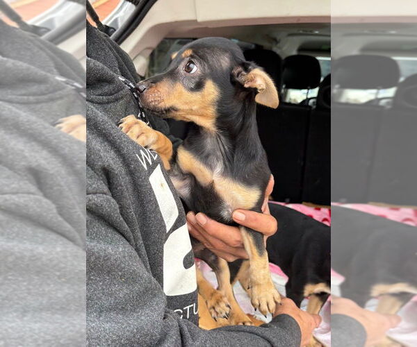 Medium Photo #3 Mutt Puppy For Sale in Oak Bluffs, MA, USA