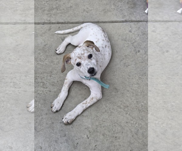 Medium Photo #4 Red Heeler-Unknown Mix Puppy For Sale in Columbus, IN, USA