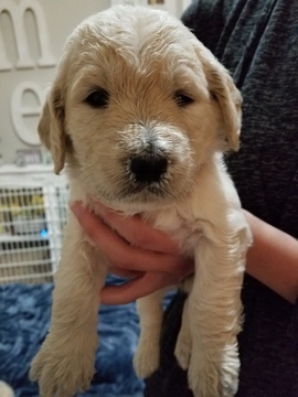 Medium Photo #19 Goldendoodle Puppy For Sale in DALLAS, GA, USA