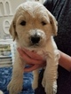 Small Photo #19 Goldendoodle Puppy For Sale in DALLAS, GA, USA