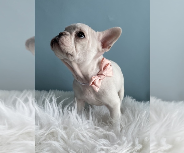 Medium Photo #1 French Bulldog Puppy For Sale in CENTERVILLE, UT, USA