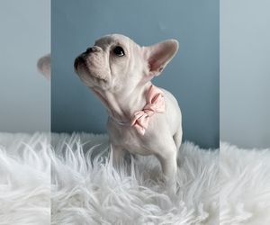 French Bulldog Puppy for sale in CENTERVILLE, UT, USA