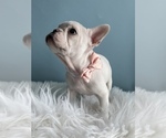 Small Photo #1 French Bulldog Puppy For Sale in CENTERVILLE, UT, USA