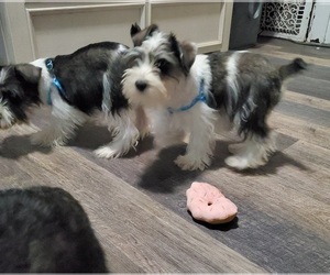 Schnauzer (Miniature) Puppy for sale in GOSHEN, IN, USA