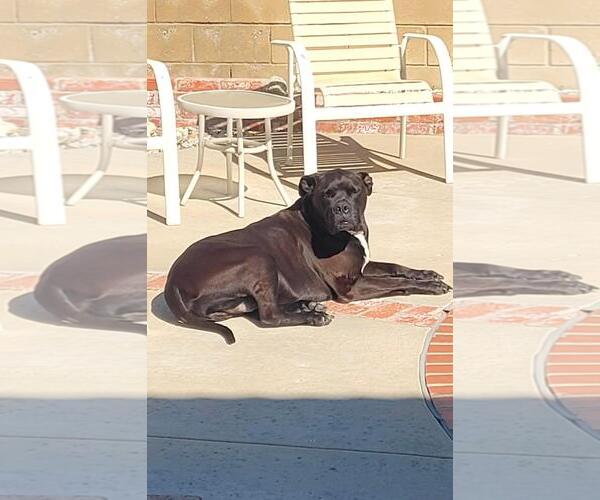 Medium Photo #1 American Bandogge mastiff Puppy For Sale in Marina Del Rey, CA, USA