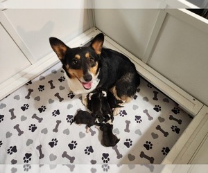 Mother of the Pembroke Welsh Corgi puppies born on 12/07/2024