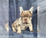 Small #2 French Bulldog