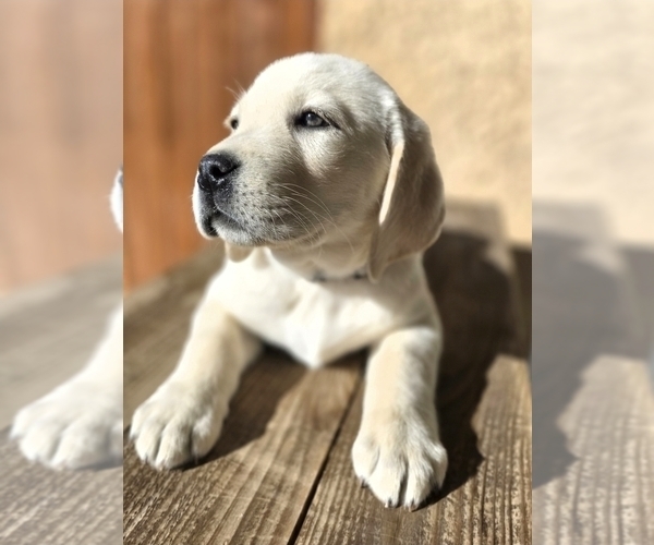 Medium Photo #1 Labrador Retriever Puppy For Sale in VICTORVILLE, CA, USA