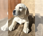 Small Labrador Retriever