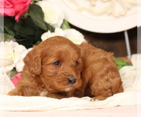 Medium Photo #10 Cavapoo Puppy For Sale in JONES, MI, USA