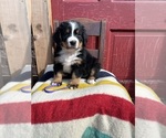 Puppy Sistine Bernese Mountain Dog