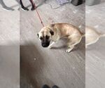 Small #1 Mastiff Mix