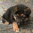 Small Photo #20 German Shepherd Dog Puppy For Sale in COLETA, IL, USA
