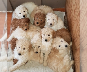 Goldendoodle-Poodle (Standard) Mix Puppy for sale in BOON, MI, USA
