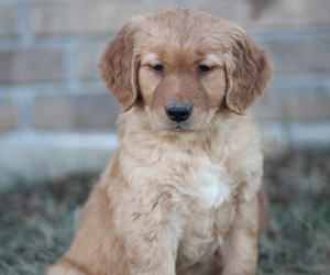 Golden Retriever Puppy for sale in BENTON, KS, USA