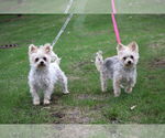 Small #5 Maltese Mix