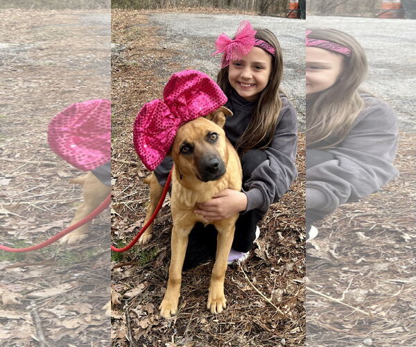 Medium Photo #2 Mutt Puppy For Sale in Clarkesville, GA, USA