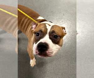 Mutt Dogs for adoption in Glen Allen, VA, USA
