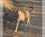 Small #6 Mutt
